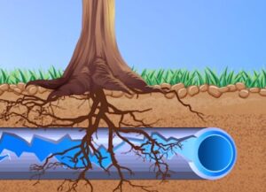 rainwater drain blocked with root ingress